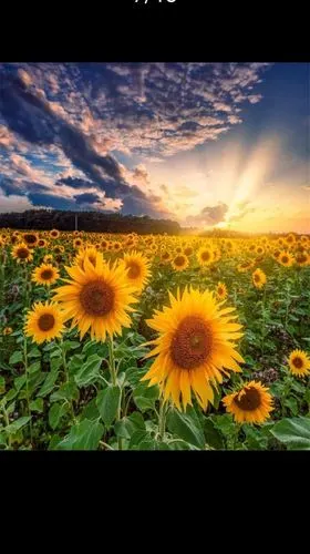 暖暖的向日葵永远向着太阳