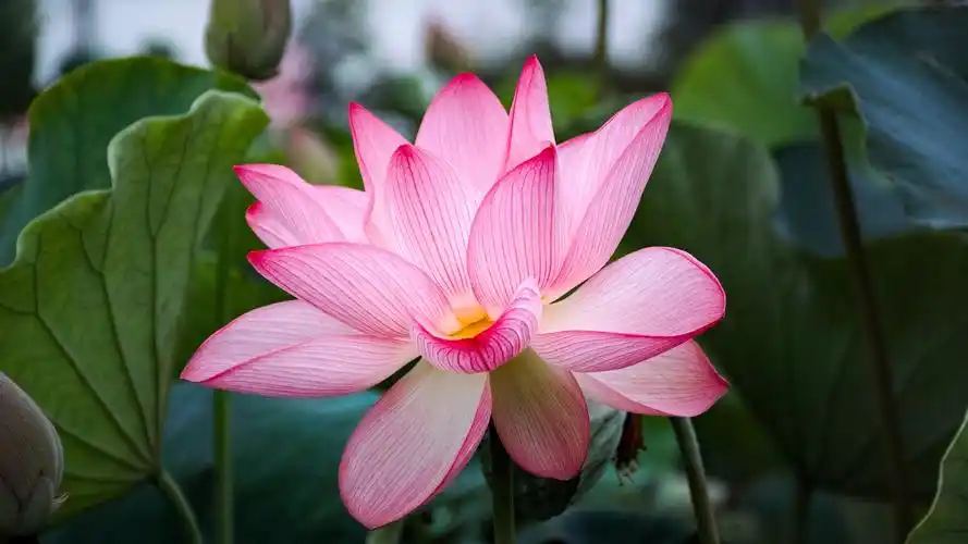 美丽的粉红色莲花,花瓣,叶子 壁纸