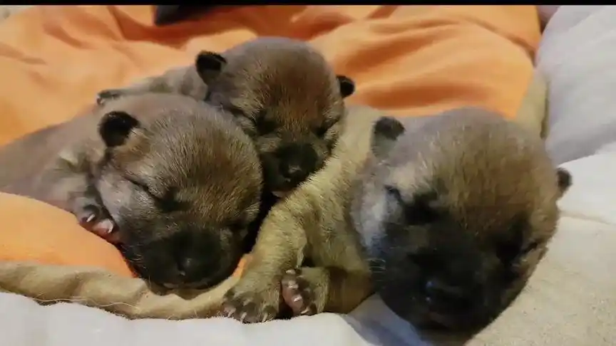 刚出生的三只柴犬宝宝,眼睛没睁就要找妈妈,奶声奶气的