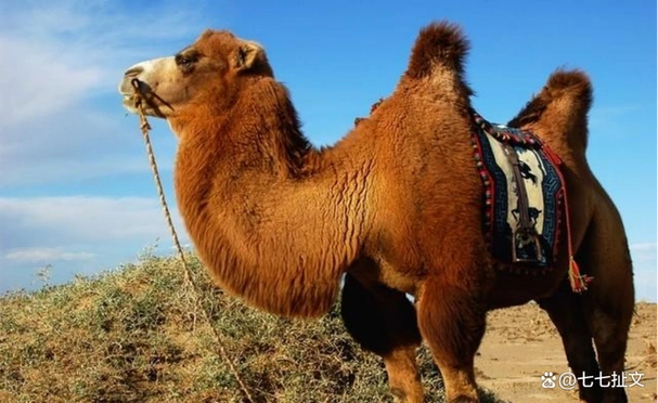 非洲撒哈拉沙漠中的旋角羚,没水都能活19年,它究竟有多耐渴?