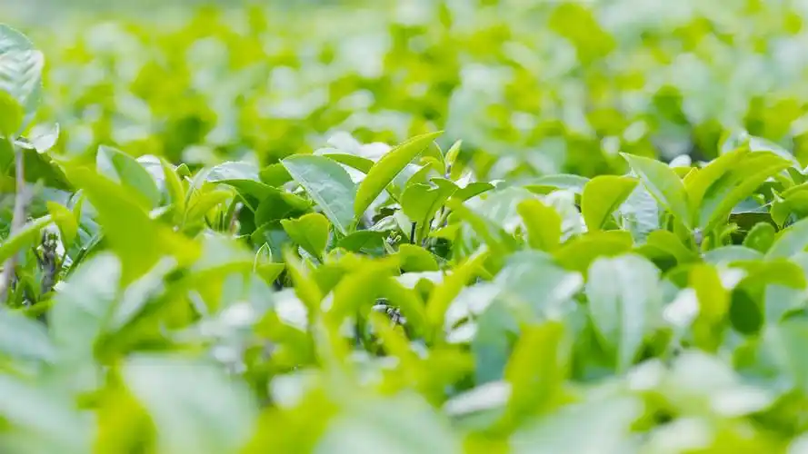 世界标准中国好茶2021年积庆里春茶品鉴会如约而至