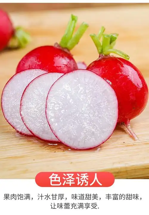 樱桃萝卜迷你水果萝卜小红圆萝卜西餐沙拉蔬菜食材2斤