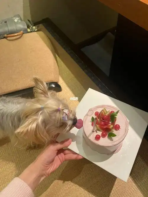 给小狗买了甜甜的蛋糕是红茶伯爵无花果90希望宝贝健康快乐#生日
