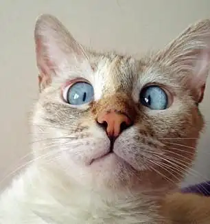 捉不到老鼠的斗鸡眼猫咪俘获网友_科技_腾讯网