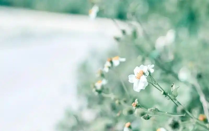 小清新植物超清电脑桌面壁纸图片