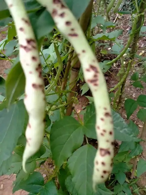 老师您好麻烦看下豆角是炭疽病吗该用什么药治疗谢谢