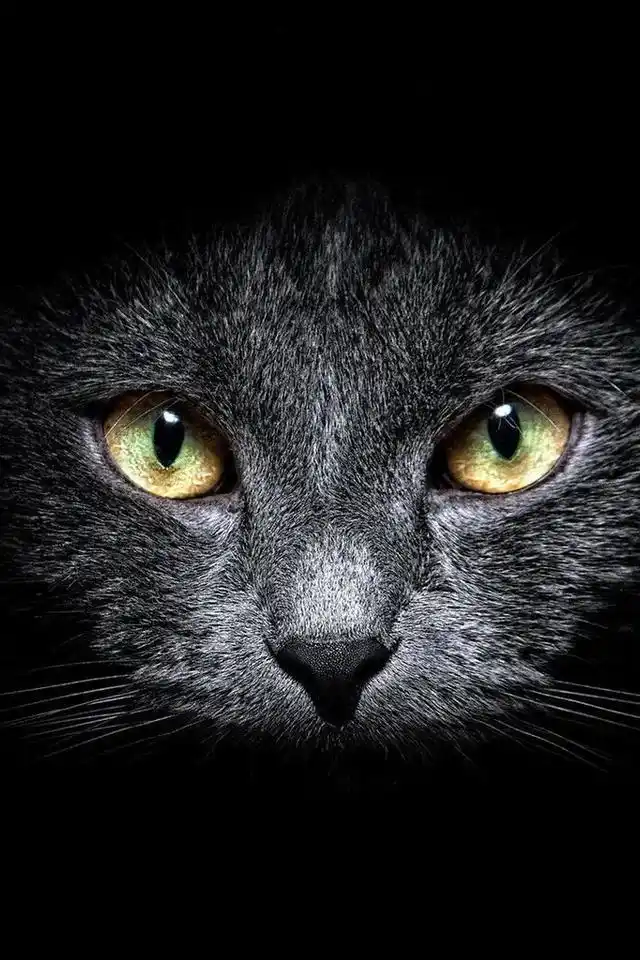 威武霸气的小黑猫手机壁纸分享