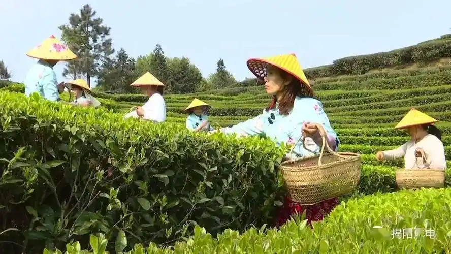 揭西县上砂镇兴家种养合作社社长 庄崇兴:用有机肥,不打农药,保持天然