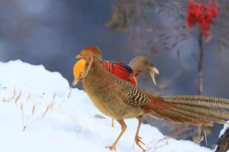 美丽的红腹锦鸡