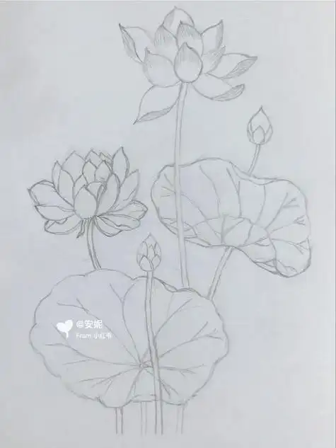 简单画法荷花铅笔画铅笔画简笔画教程简笔画教程文化荷花图片简笔画