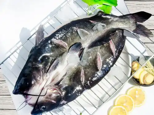 百度爱采购首页 商品专题_清江鱼鱼