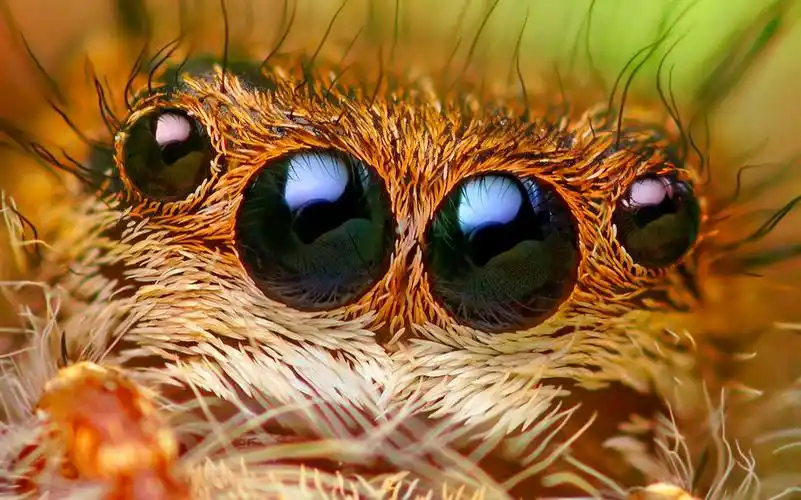 世界上最漂亮的蜘蛛,俗称大眼萌,每年死伤率上万!