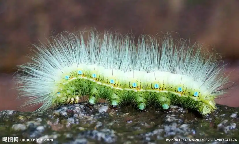 毛毛虫图片