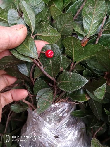 矮脚茶,矮地茶,不出林,紫金牛,平地木,绿化苗500克