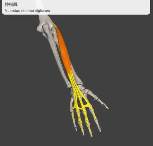 b拇短伸肌与拇长伸肌: 决定了1指抬指离键的能力