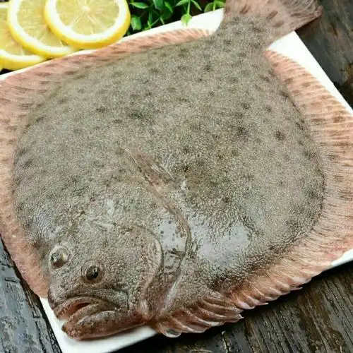 多宝鱼鲜活冷冻比目鱼新鲜偏口鱼海鲜水产鱼类生鲜 欧登城娜 3两到5两