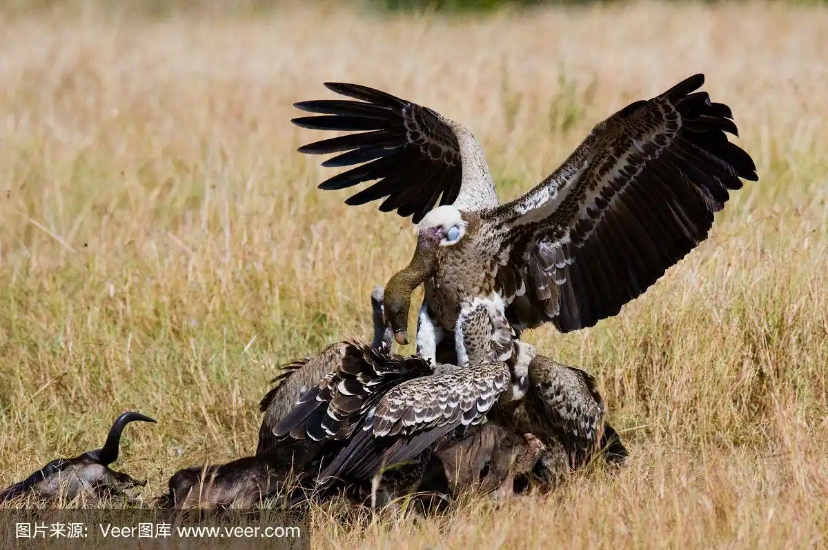 大草原上的食肉鸟捕食猎物.肯尼亚.坦桑尼亚.safari.东非.