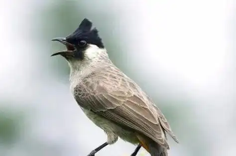 悦读——佤山的鸟儿:黑头公