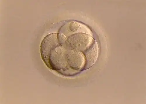 科学家首次利用人胚胎干细胞成功在体外构建原肠胚模型,可模拟18-21天