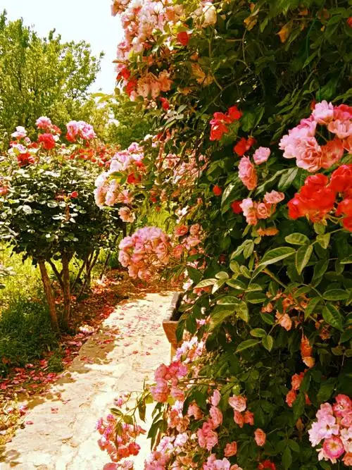 浪漫玫瑰花海惊艳西海岸