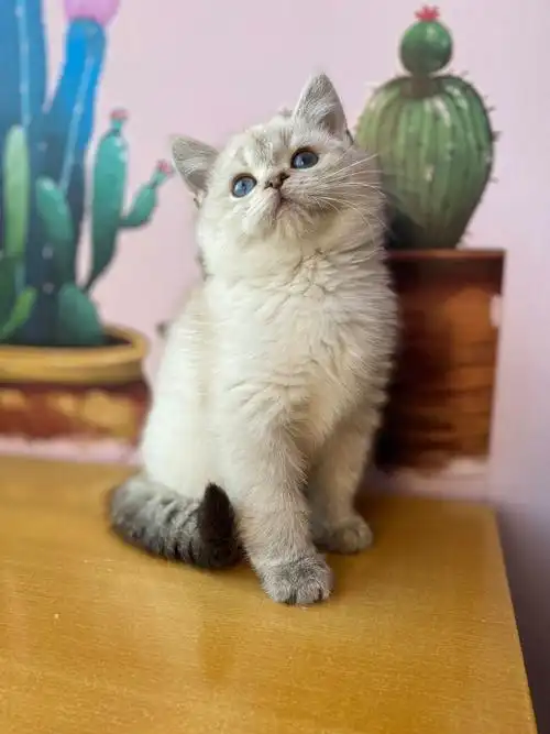 山猫纹金点弟弟一针疫苗一次驱虫