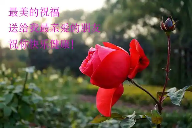 把最美的祝福送给我亲爱的朋友
