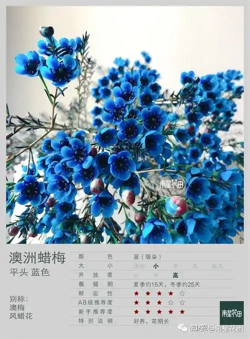 蓝色平头澳洲蜡梅阿凡达之蓝