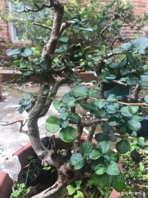 海南野生博兰的日常养护