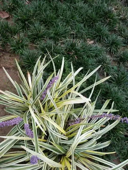 哪里是金边麦冬草产地 金边麦冬草怎么种