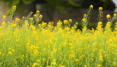 东方乔布斯造的第一台「果岭风」风扇!10年来常被模仿,却无人超越.
