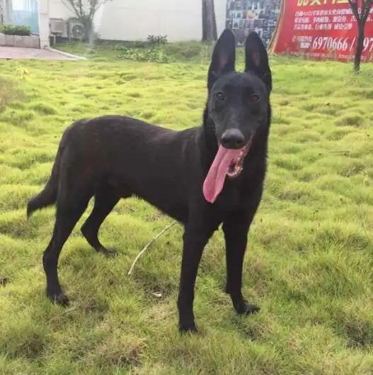 黑狼犬好养吗,有什么优缺点