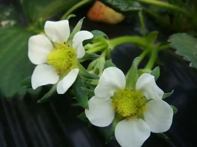 草莓的花是什么颜色?
