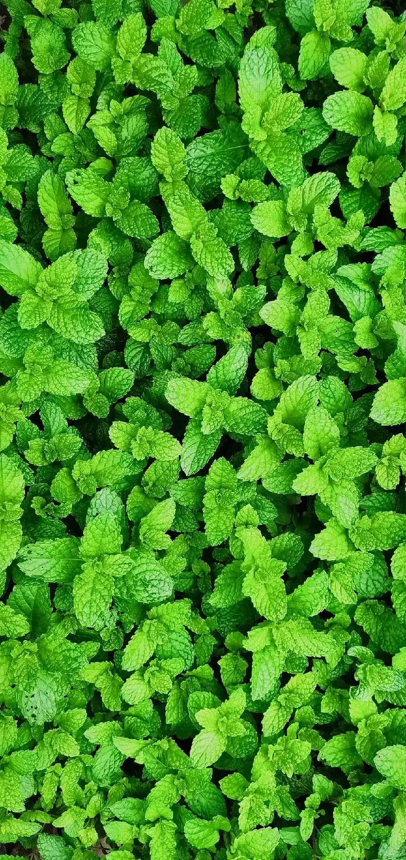 清新风壁纸.#手机壁纸 #高清壁纸 #锁屏壁纸 #清新壁纸  - 抖音