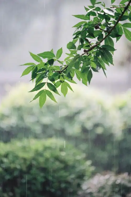 细雨绵绵,夏日炎炎/  kodak proimage100