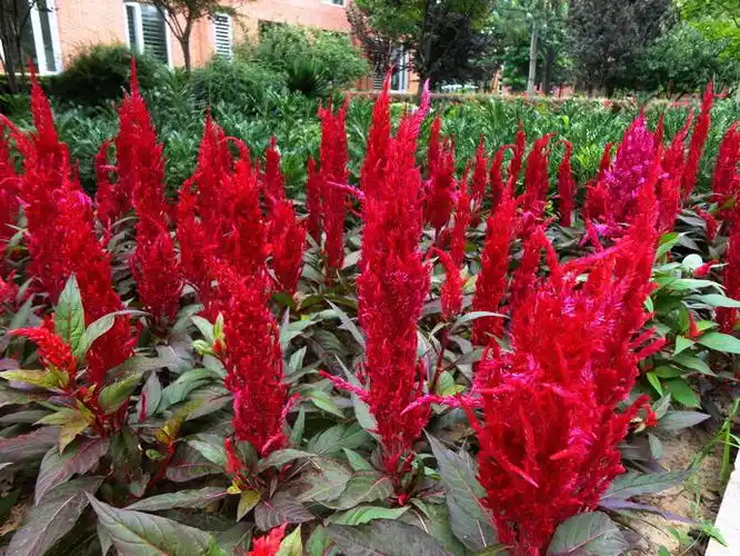 展开全部 羽状鸡冠花,亦称火炬鸡冠花,详见百度百科