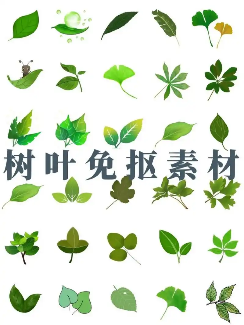 绿油油的树叶免抠素材9595  哈喽啊,春天快要来了,今天给大家分享