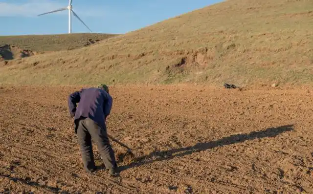 67岁老农双膝跪在地里除草根,种地是最重要的生活来源