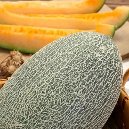 海南 北纬23度蜜瓜单枚装1600g-2000g