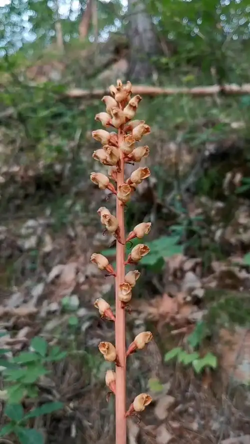 天麻#秦岭大山里的野生天麻,天麻又叫赤箭,定风草,属于名贵的中也材