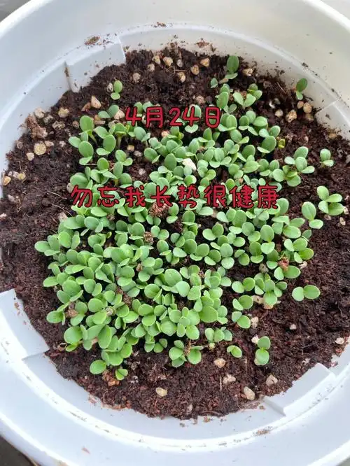 记录种子发芽过程