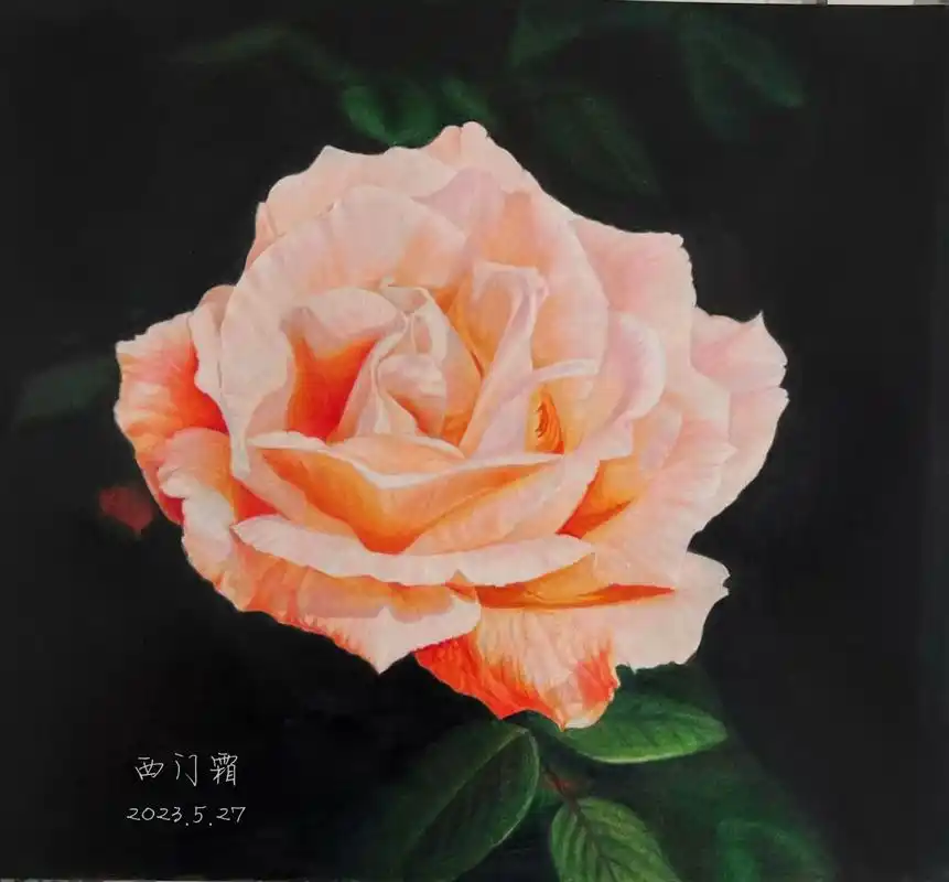 画渣日常 #彩铅手绘 再画一张粉月季,这次试用了一下新莫朗 - 抖音