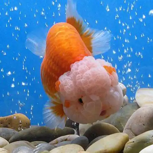 兰寿金鱼活体冷水观赏鱼好养耐活招财狮子头淡水小金鱼小型冷水鱼 3