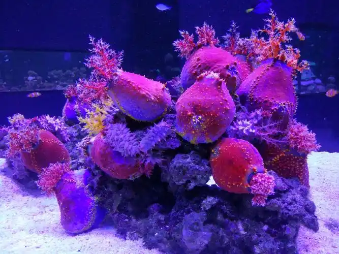 厦门珊瑚礁海洋世界景点,位于寸土寸金的中山路,有这么家珊瑚馆很意外