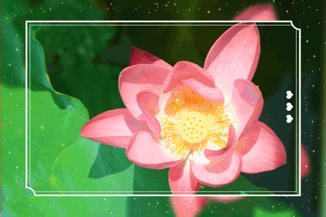 夏日荷韵67顺峰山公园荷花已连片盛开周末约起附海量高清美图