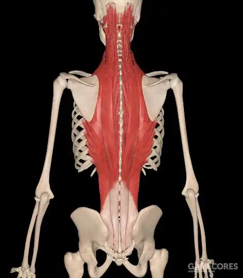 竖脊肌( 骶棘肌 )主要作用:髋关节伸及外旋(大腿向后伸,踢毽子和跷