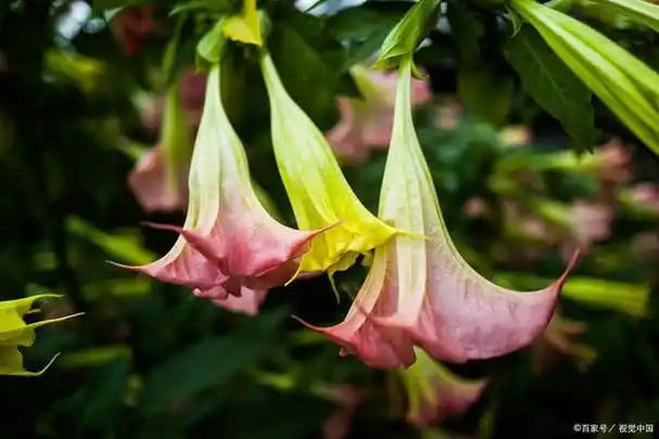 神秘而富有寓意的曼陀罗花,你了解吗?