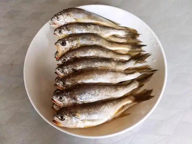 淡水红鲳鱼价格多少钱一斤(冬天吃海鱼) - 去钓鱼