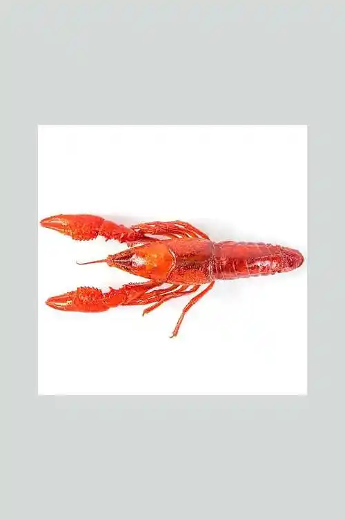 香辣红色小龙虾单只