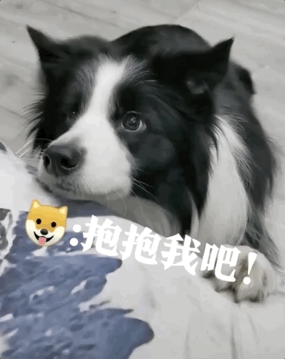 狗狗,铲屎官,金毛