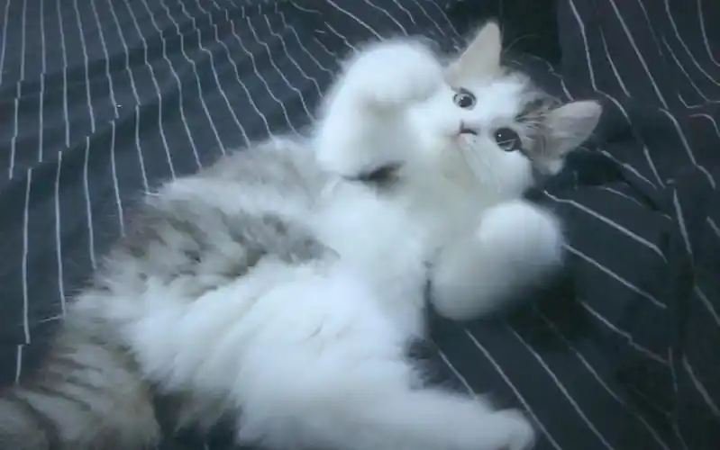 当你的手涂上猫薄荷会发生什么